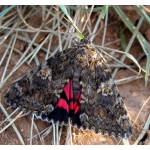 Dark Crimson Underwing Catocala sponsa 10 eggs